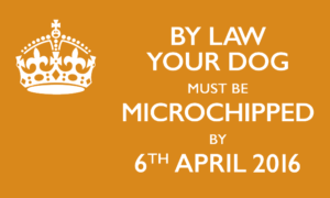Micro chip your dog