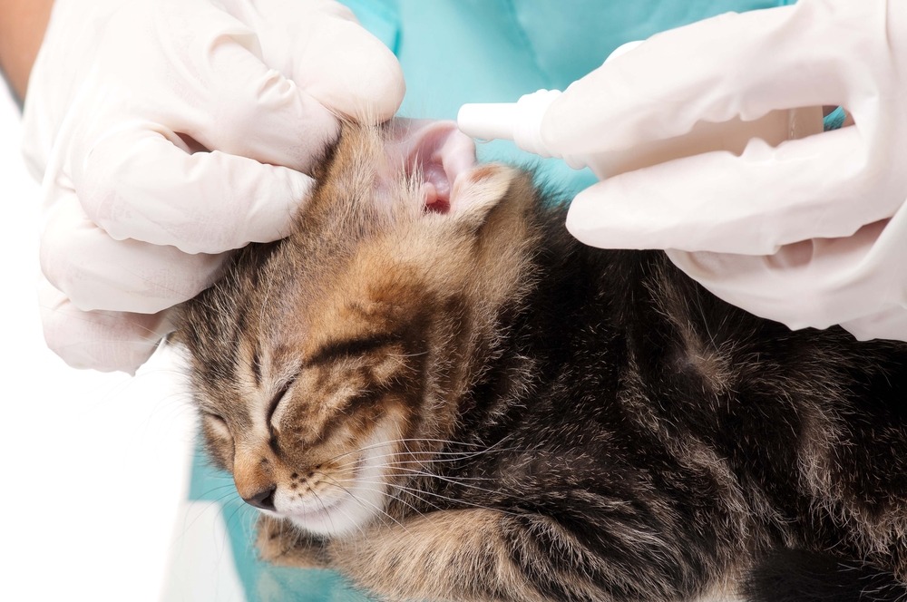 How Fleas Harm Your Cat to Young Veterinary Partnership