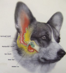 How to Get Grass Seed Out of Dog'S Ear 